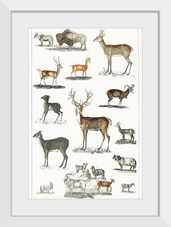 "Collection of Animal with Antlers", Oliver Goldsmith