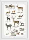 "Collection of Animal with Antlers", Oliver Goldsmith