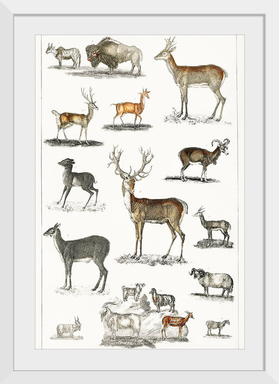 "Collection of Animal with Antlers", Oliver Goldsmith