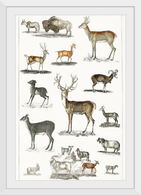 "Collection of Animal with Antlers", Oliver Goldsmith