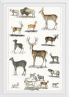 "Collection of Animal with Antlers", Oliver Goldsmith