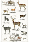 "Collection of Animal with Antlers", Oliver Goldsmith