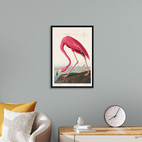 "Pink Flamingo from Birds of America", John James Audubon