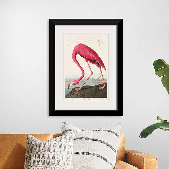 "Pink Flamingo from Birds of America", John James Audubon