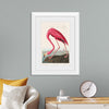 "Pink Flamingo from Birds of America", John James Audubon