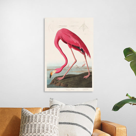 "Pink Flamingo from Birds of America", John James Audubon