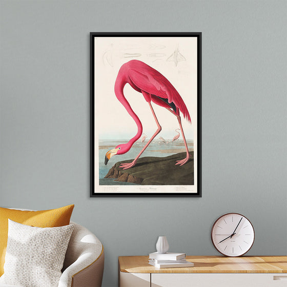 "Pink Flamingo from Birds of America", John James Audubon