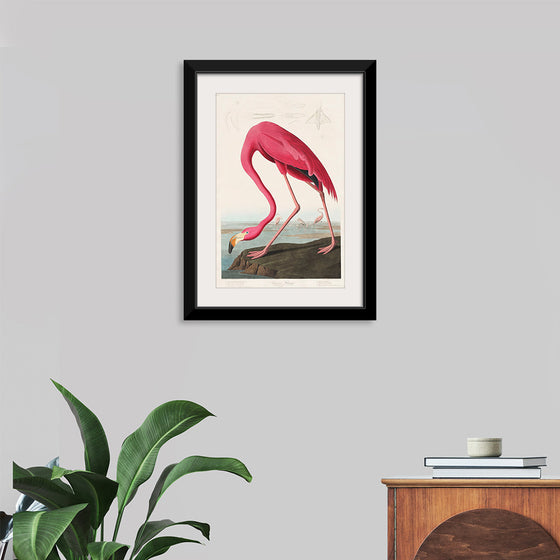 "Pink Flamingo from Birds of America", John James Audubon