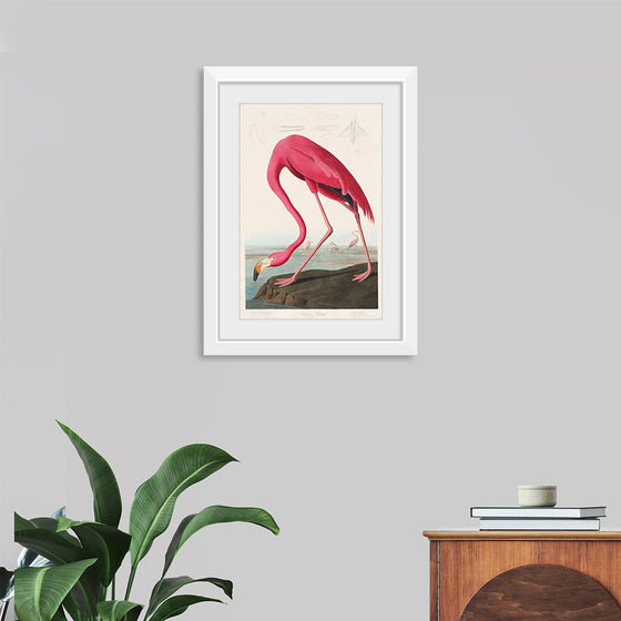 "Pink Flamingo from Birds of America", John James Audubon