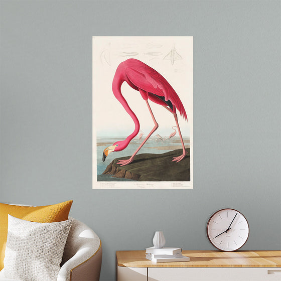 "Pink Flamingo from Birds of America", John James Audubon