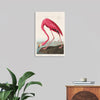 "Pink Flamingo from Birds of America", John James Audubon