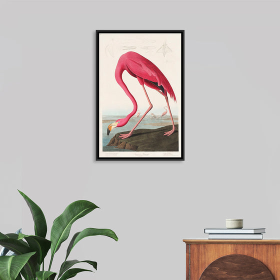 "Pink Flamingo from Birds of America", John James Audubon