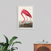 "Pink Flamingo from Birds of America", John James Audubon