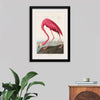 "Pink Flamingo from Birds of America", John James Audubon