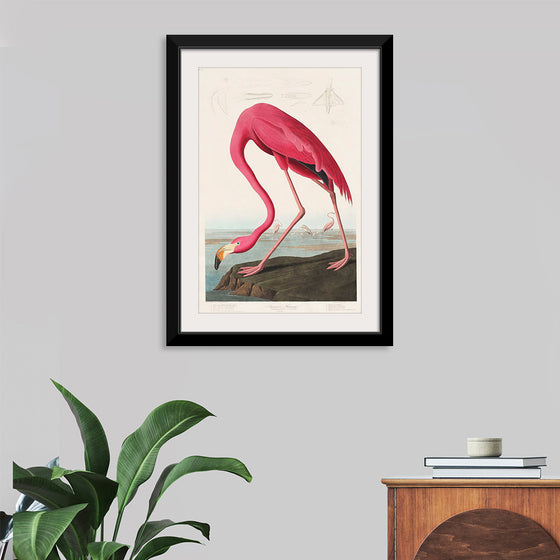 "Pink Flamingo from Birds of America", John James Audubon