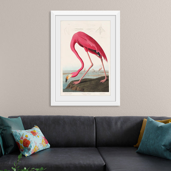 "Pink Flamingo from Birds of America", John James Audubon