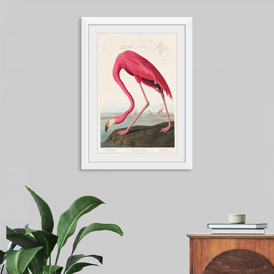 "Pink Flamingo from Birds of America", John James Audubon