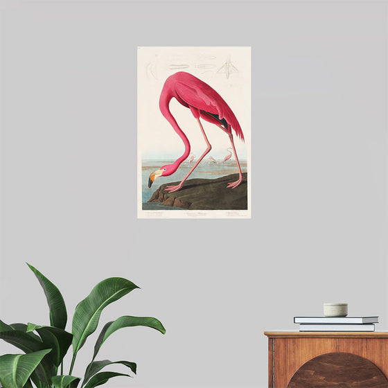 "Pink Flamingo from Birds of America", John James Audubon