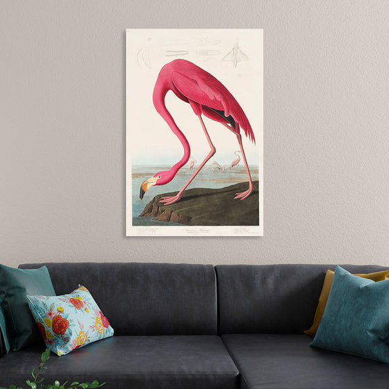 "Pink Flamingo from Birds of America", John James Audubon