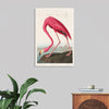 "Pink Flamingo from Birds of America", John James Audubon