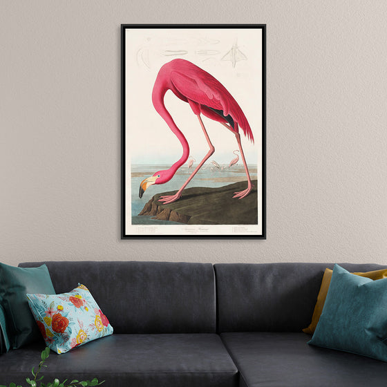 "Pink Flamingo from Birds of America", John James Audubon