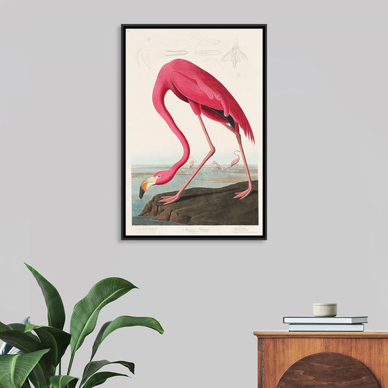 "Pink Flamingo from Birds of America", John James Audubon