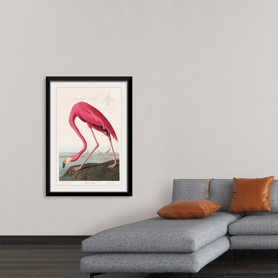 "Pink Flamingo from Birds of America", John James Audubon