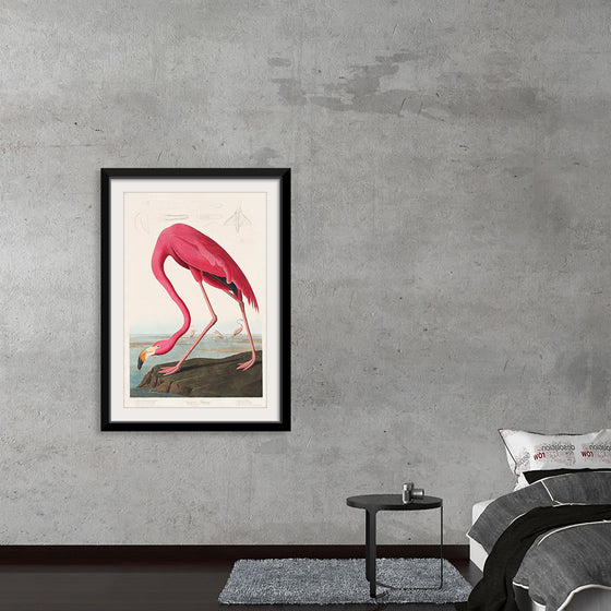 "Pink Flamingo from Birds of America", John James Audubon