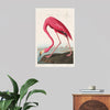 "Pink Flamingo from Birds of America", John James Audubon