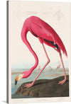 John James Audubon's "Pink Flamingo from Birds of America" is a stunning depiction of one of nature's most flamboyant creatures. The flamingo's brilliant pink plumage stands out against the stark white background, making it a truly eye-catching sight.