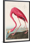 "Pink Flamingo from Birds of America", John James Audubon