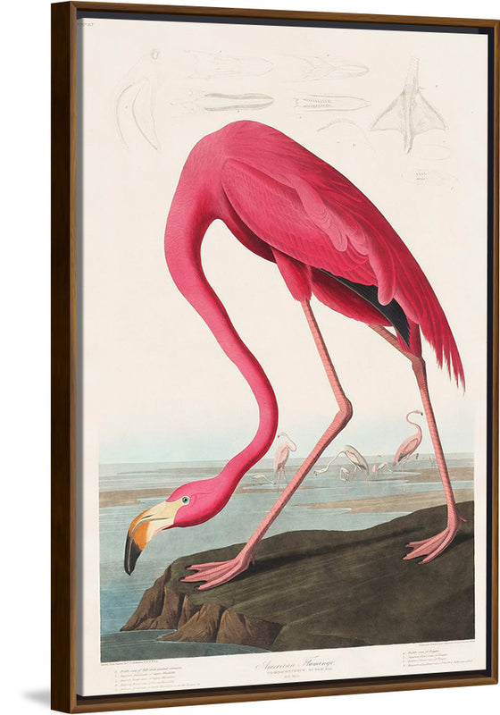 "Pink Flamingo from Birds of America", John James Audubon