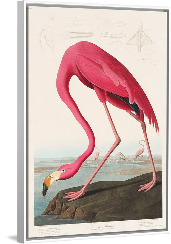 "Pink Flamingo from Birds of America", John James Audubon