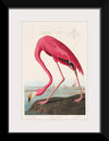 "Pink Flamingo from Birds of America", John James Audubon