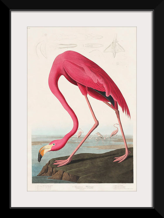 "Pink Flamingo from Birds of America", John James Audubon