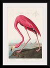 "Pink Flamingo from Birds of America", John James Audubon