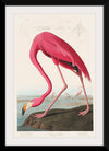 "Pink Flamingo from Birds of America", John James Audubon