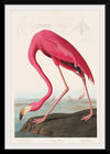 "Pink Flamingo from Birds of America", John James Audubon