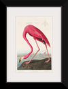 "Pink Flamingo from Birds of America", John James Audubon