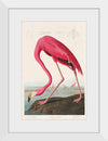 "Pink Flamingo from Birds of America", John James Audubon