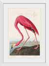 "Pink Flamingo from Birds of America", John James Audubon