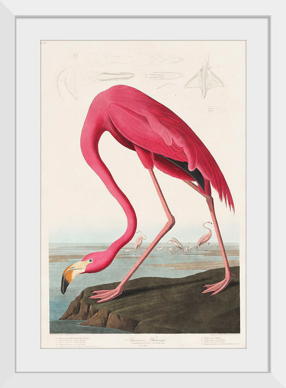 "Pink Flamingo from Birds of America", John James Audubon