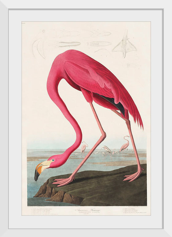 "Pink Flamingo from Birds of America", John James Audubon