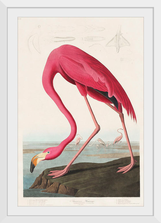 "Pink Flamingo from Birds of America", John James Audubon