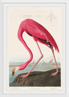 "Pink Flamingo from Birds of America", John James Audubon