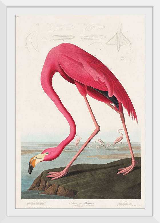 "Pink Flamingo from Birds of America", John James Audubon