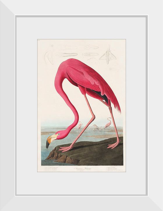 "Pink Flamingo from Birds of America", John James Audubon