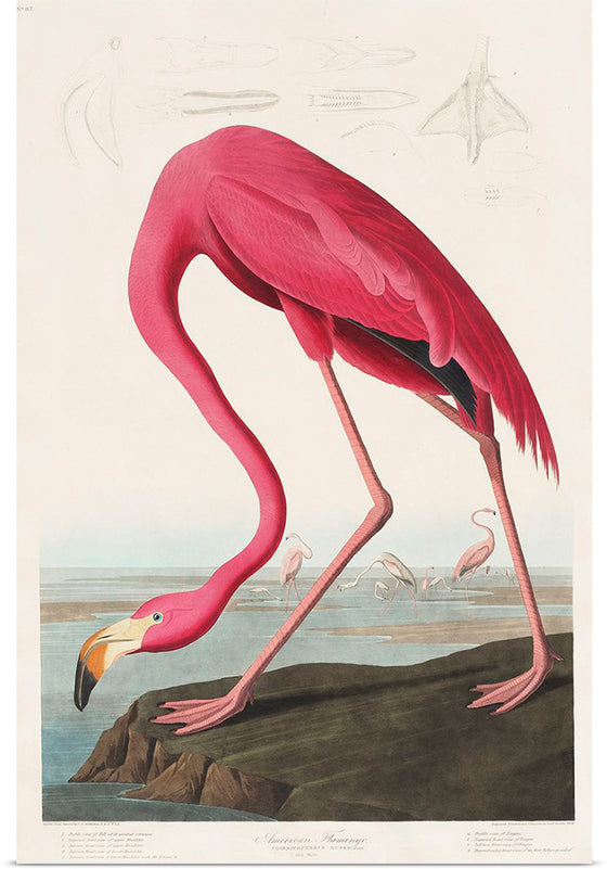 "Pink Flamingo from Birds of America", John James Audubon