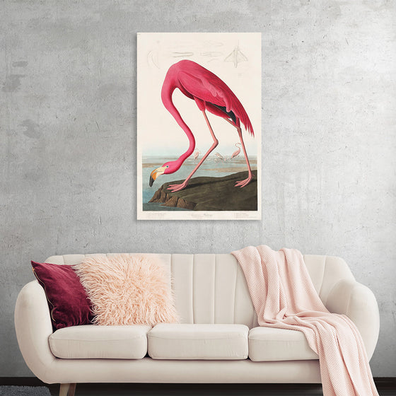 "Pink Flamingo from Birds of America", John James Audubon