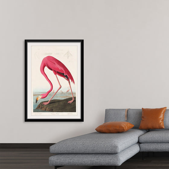 "Pink Flamingo from Birds of America", John James Audubon